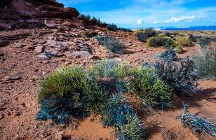 Drought-tolerant plants growing in the red desert sand near Glen Canyon, Arizona photo