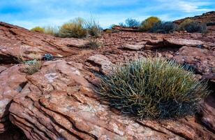 Drought-tolerant plants growing in the red desert sand near Glen Canyon, Arizona photo