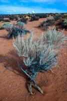 Drought-tolerant plants growing in the red desert sand near Glen Canyon, Arizona photo