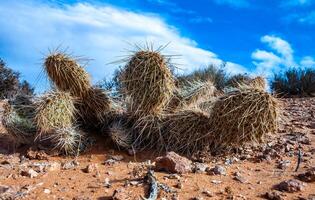 Opuntia cacti growing among rocks and red sand in the dry desert near Glen Canyon photo