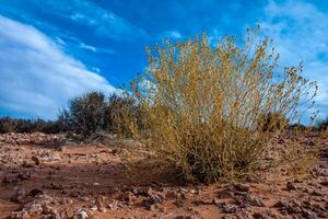 Drought-tolerant plants growing in the red desert sand near Glen Canyon, Arizona photo