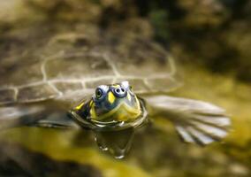 Turtle head sticking out of the water, oceanarium photo