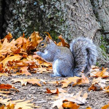 gris ardilla sciurus carolinensis roedor ardilla mirando para comida en caído hojas foto