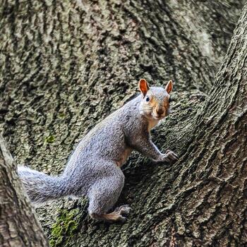 gris ardilla sciurus carolinensis en un árbol en el parque, Manhattan foto