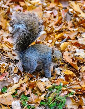 gris ardilla sciurus carolinensis roedor ardilla mirando para comida en caído hojas foto
