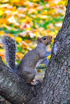 gris ardilla sciurus carolinensis en un árbol en el parque, Manhattan foto