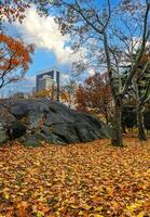 Granite rock covered with yellow autumn leaves in Manhattan Park photo