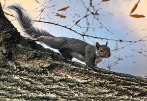Gray Squirrel Sciurus carolinensis On a tree in the park photo