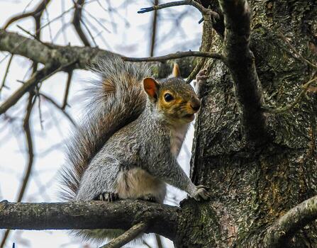 gris ardilla sciurus carolinensis en un árbol en el parque, Manhattan foto