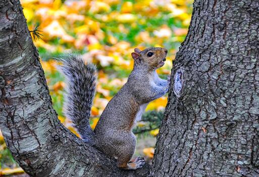 gris ardilla sciurus carolinensis en un árbol en el parque, Manhattan foto