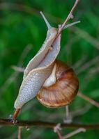 Grape snail Helix pomatia, a gastropod mollusk crawling on a twig photo