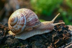 Grape snail Helix pomatia, a gastropod crawls up a tree trunk photo