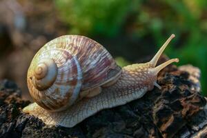 Grape snail Helix pomatia, a gastropod crawls up a tree trunk photo