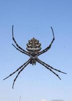 Huge spider Argiope lobata, Araneidae on a web, Crimea photo