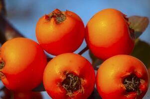 Red fruits on a bush Cotoneaster -Angiosperms, Rosaceae, Malinae, slider shot photo