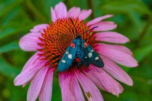 burnet moth Zygaena ephialtes, butterflies sit on an echinacea flower and drink nectar photo