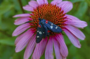burnet moth Zygaena ephialtes, butterflies sit on an echinacea flower and drink nectar photo
