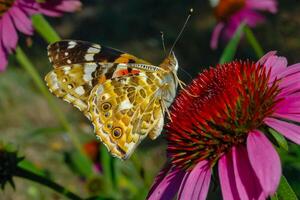 Painted lady Vanessa cardui, butterfly sits on an Echinacea purpurea flower and drinks nectar photo