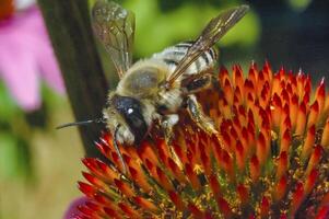 Alfalfa leafcutting bee Megachile rotundata, insect collects nectar on echinacea flower photo