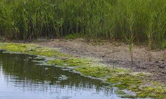 Green algae Ulva in the shallow bay of the Tiligul estuary, Ukraine photo