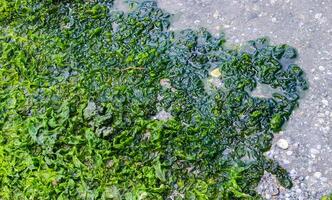 Green algae Ulva in the shallow bay of the Tiligul estuary, Ukraine photo