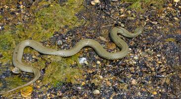 The dice snake Natrix tessellata lies on a stone, Tiligul estuary, Ukraine photo