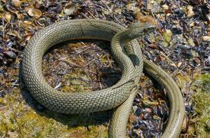 The dice snake Natrix tessellata lies on a stone, Tiligul estuary, Ukraine photo