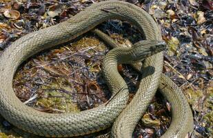 The dice snake Natrix tessellata lies on a stone, Tiligul estuary, Ukraine photo