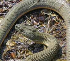 The dice snake Natrix tessellata lies on a stone, Tiligul estuary, Ukraine photo