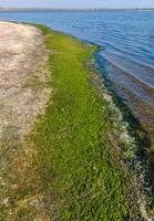 A large accumulation of green algae Ulva and Enteromorpha in a shallow estuary, eutrophication in the sea photo