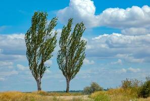 Populus nigra f. pyramidalis, two pyramidal trees against a blue sky photo