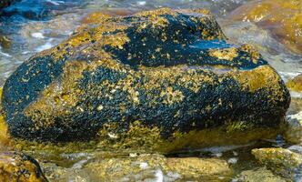 Stones near the shore, overgrown with blue-green and green algae in the Crimea photo
