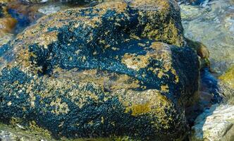 Stones near the shore, overgrown with blue-green and green algae in the Crimea photo
