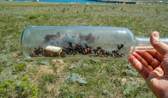 A glass bottle thrown in nature - an insect killer, an ecological problem of garbage in nature, Crimea, Tarkhankut Atlesh photo