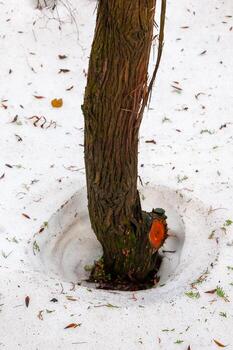 Snow melts around trees in spring, heat from the tree photo