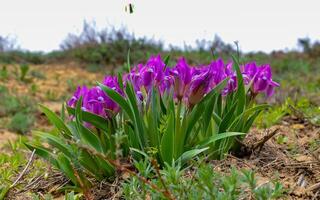 Endangered steppe plant pygmy iris or dwarf iris Iris pumila, Red Book of Ukraine photo