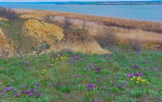 Endangered steppe plant pygmy iris or dwarf iris Iris pumila, Red Book of Ukraine photo
