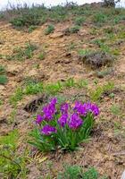 Endangered steppe plant pygmy iris or dwarf iris Iris pumila, Red Book of Ukraine photo