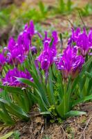 Endangered steppe plant pygmy iris or dwarf iris Iris pumila, Red Book of Ukraine photo