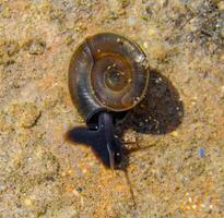 Aquatic pulmonate gastropod mollusks Planorbis planorbis, a snail crawling on a surface film of water in the clear water of Yalpug lake photo