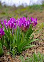 Endangered steppe plant pygmy iris or dwarf iris Iris pumila, Red Book of Ukraine photo