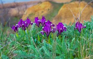 Endangered steppe plant pygmy iris or dwarf iris Iris pumila, Red Book of Ukraine photo
