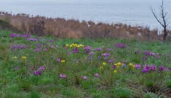 Endangered steppe plant pygmy iris or dwarf iris Iris pumila, Red Book of Ukraine photo