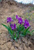 Endangered steppe plant pygmy iris or dwarf iris Iris pumila, Red Book of Ukraine photo