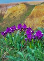 Endangered steppe plant pygmy iris or dwarf iris Iris pumila, Red Book of Ukraine photo