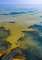 Nodularia spumigena, ecological disaster, a toxic blue-green algae bloom in the Black Sea photo