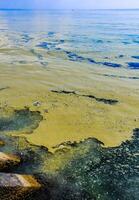 Nodularia spumigena, ecological disaster, a toxic blue-green algae bloom in the Black Sea photo