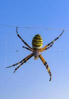 Wasp spider Argiope bruennichi, a spider sits on a round web, eastern Crimea photo