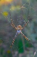 Huge spider Argiope lobata, Araneidae on a web, Krimea photo