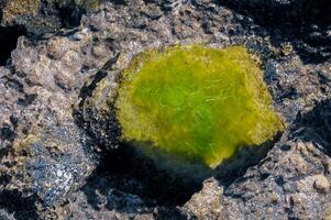 Green algae in littoral puddles in a flat rocky shore in eastern Crimea, Black Sea photo